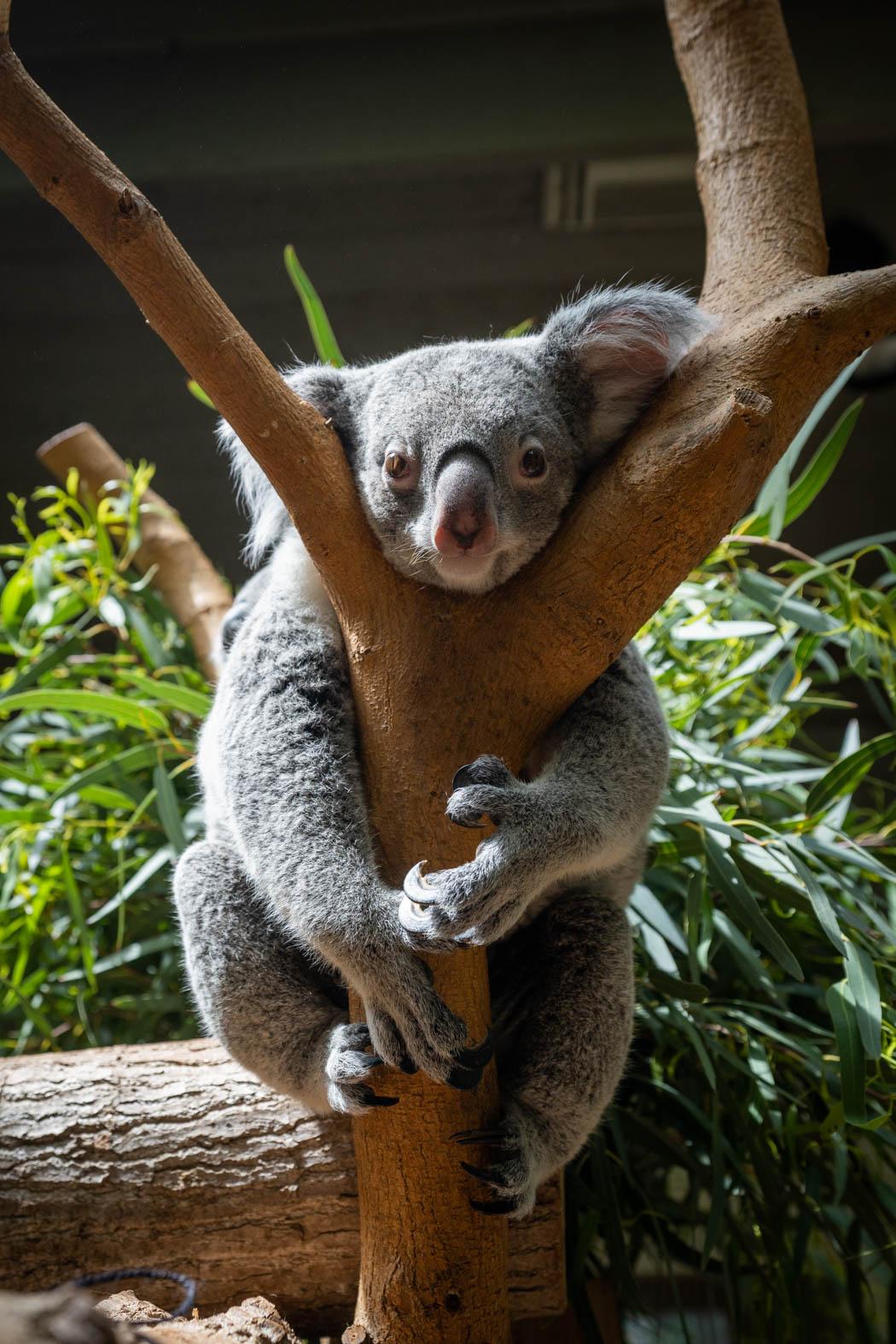 zoo koala france